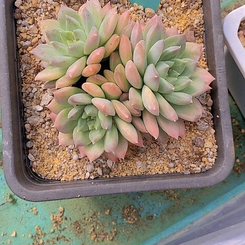 夜**兰1227多肉植物老桩