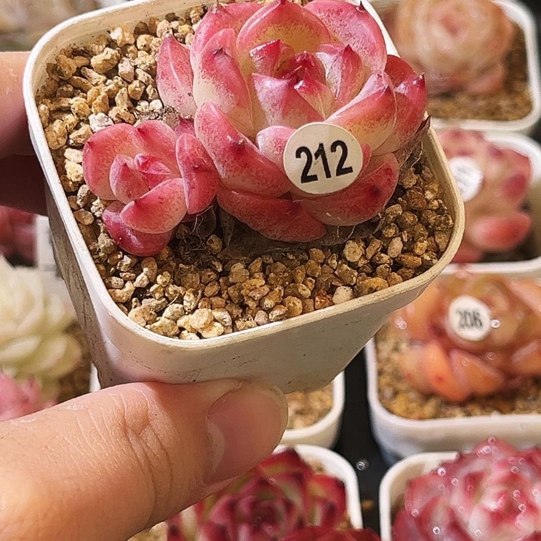 多人则一物一物一拍212