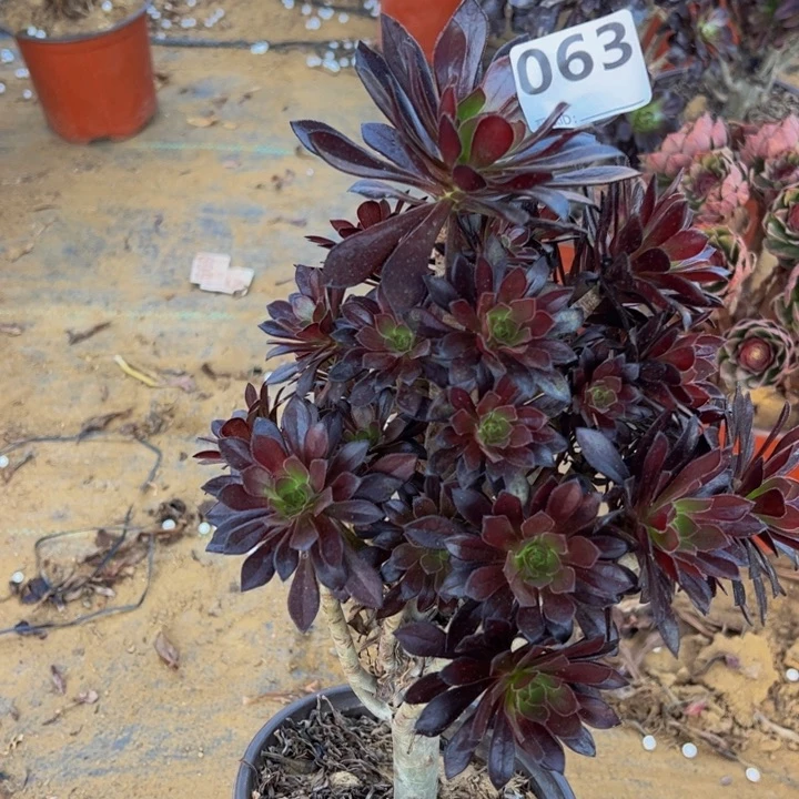黑法师多肉植物063