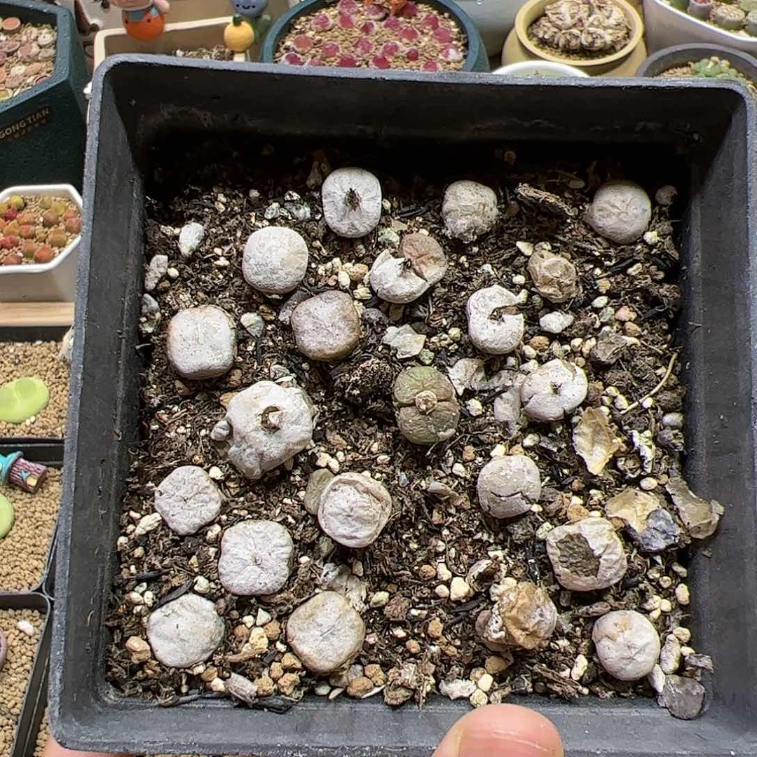 【闪购商品】395烧卖一盆