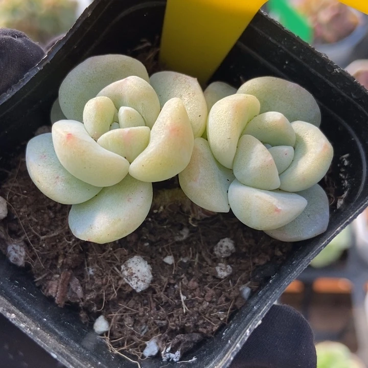 722冰玉石化多肉植物