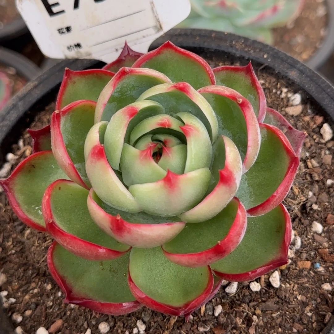 玫瑰惊鸿一物一拍包装收缩花旱758