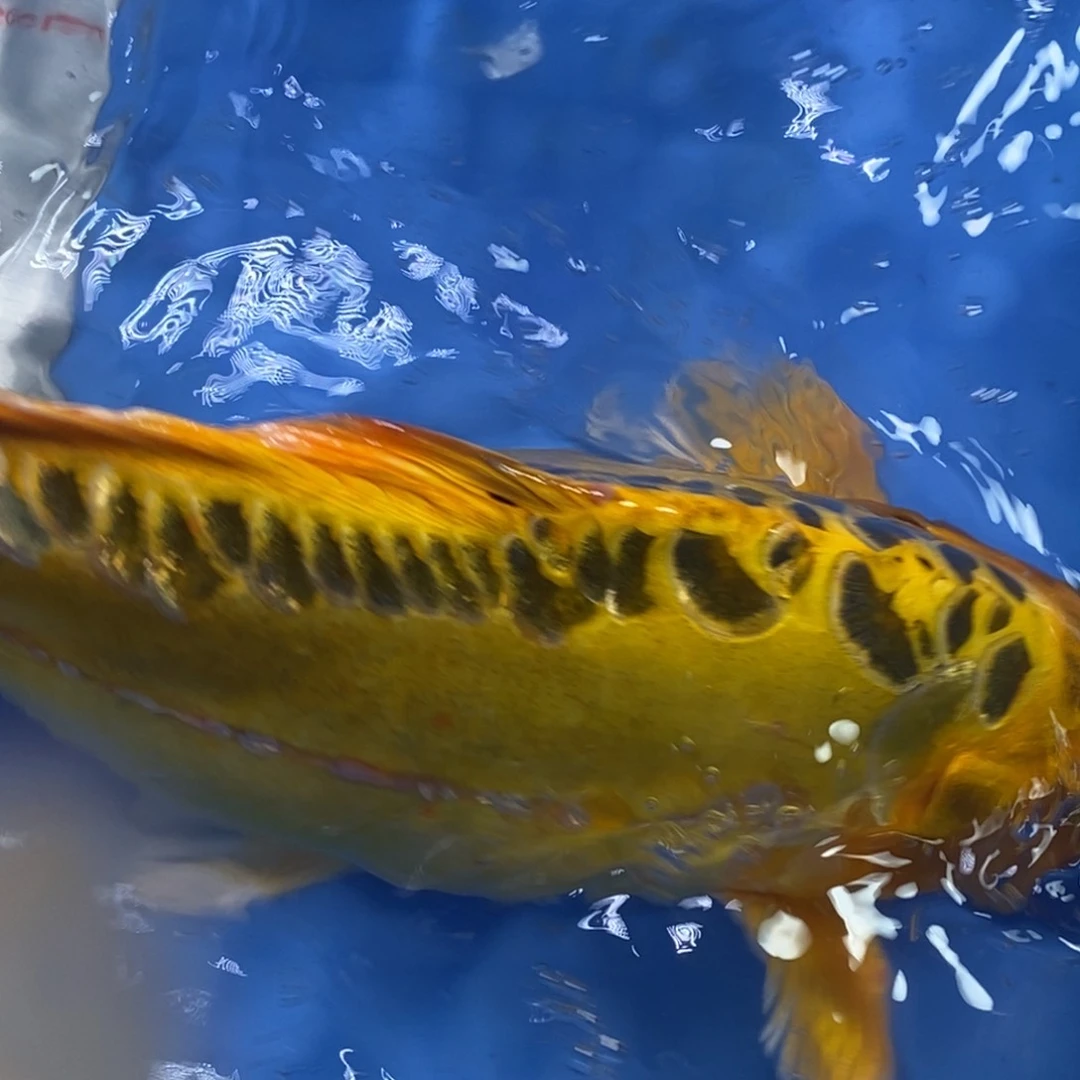 锦鲤冷水锦鲤包邮