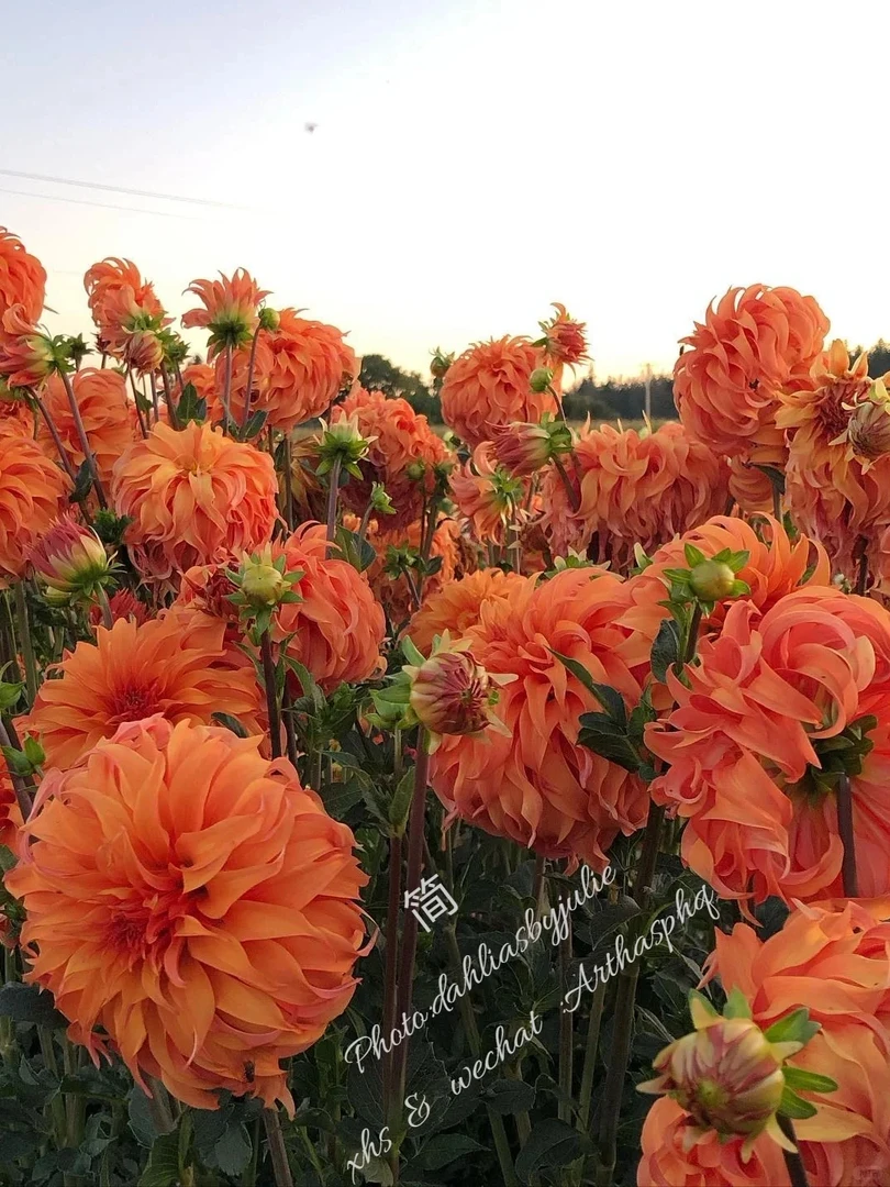 （简）进口大丽花种球