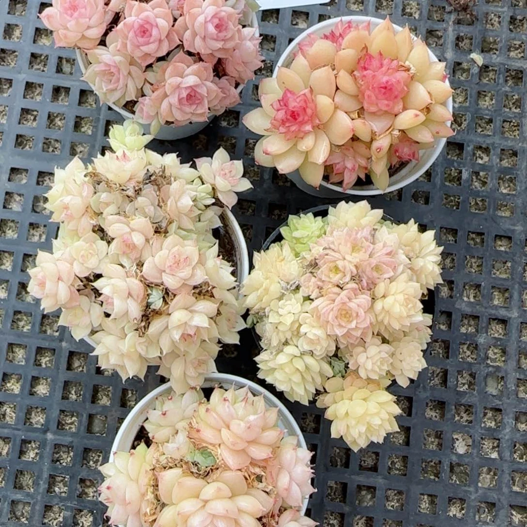 Y**i花语逸境0118-62五个