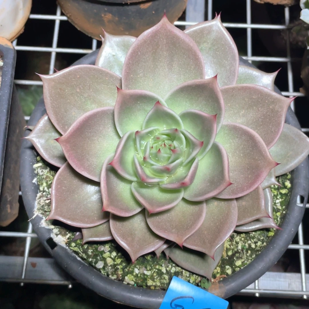多肉植物多肉植物0676