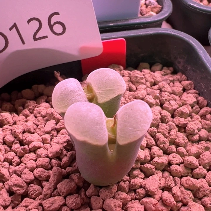 126。青蛙5年2151。特白窗。