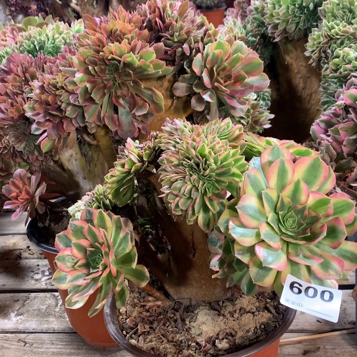 璐***姐600雨荷缀多肉法师