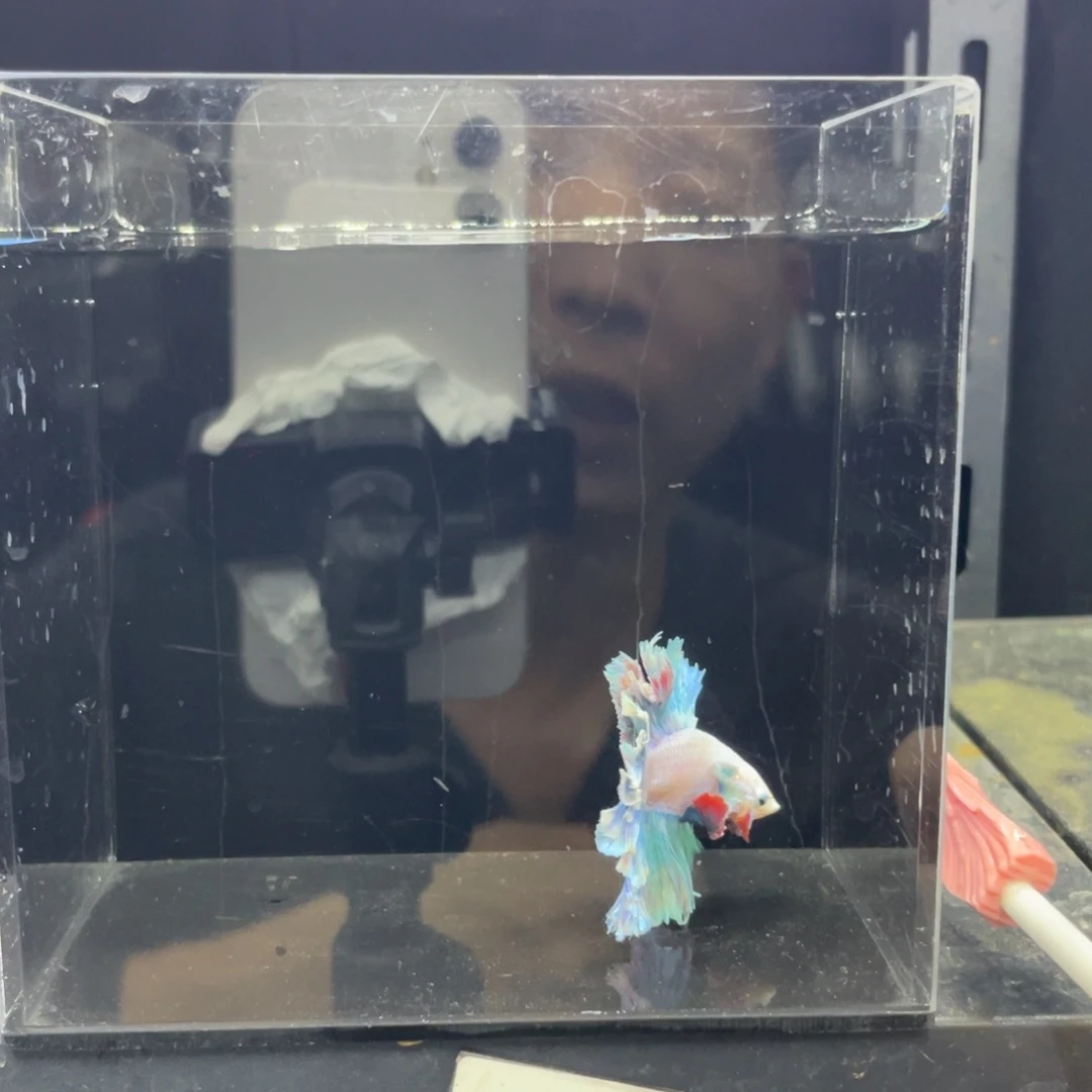 海水鱼马卡龙彩绣球549