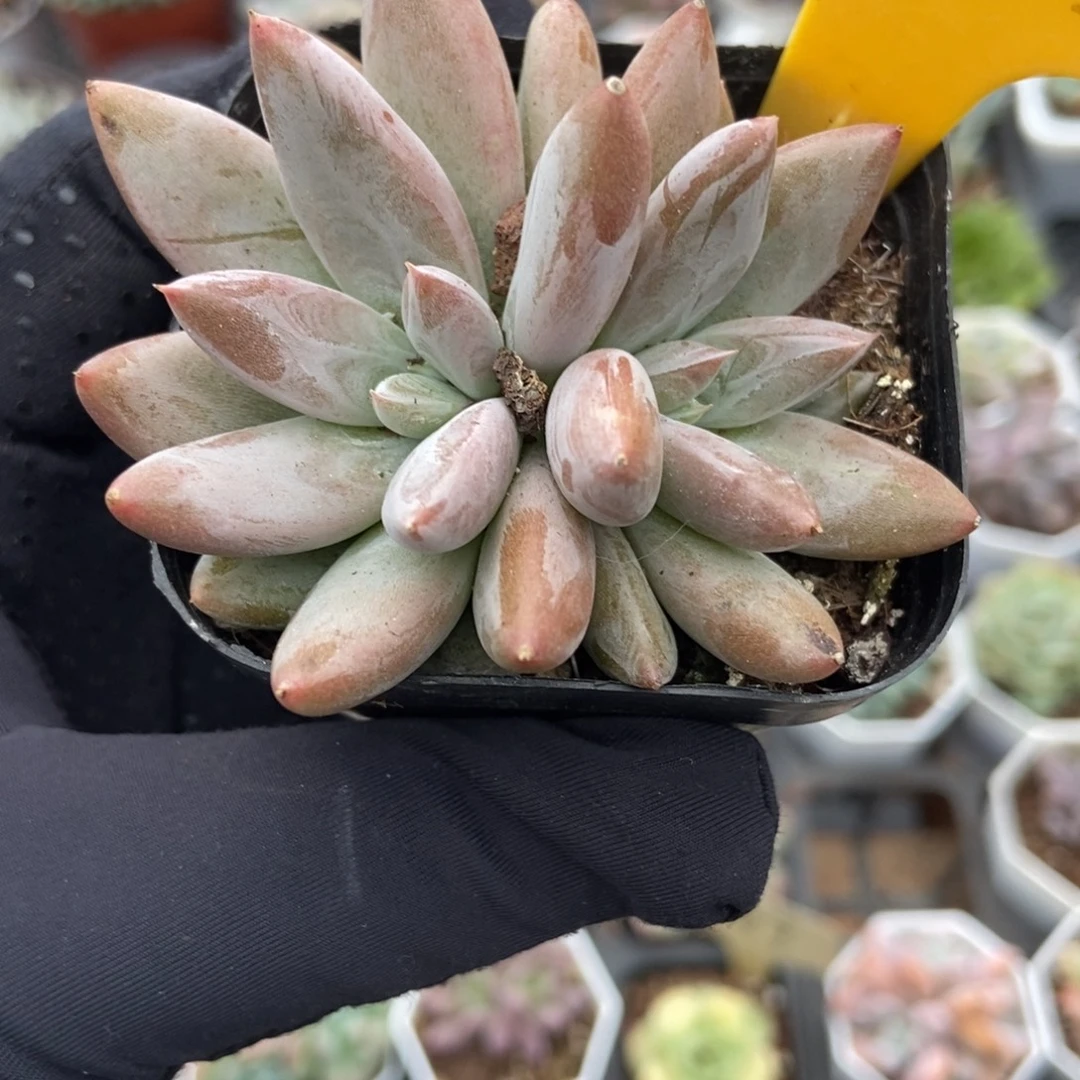 2123哥特多肉植物植物