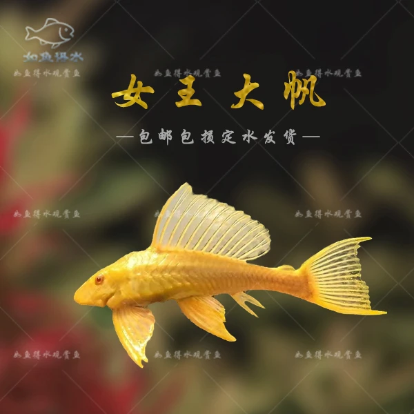 红眼女王大帆清道夫热带观赏清洁鱼除藻工具鱼