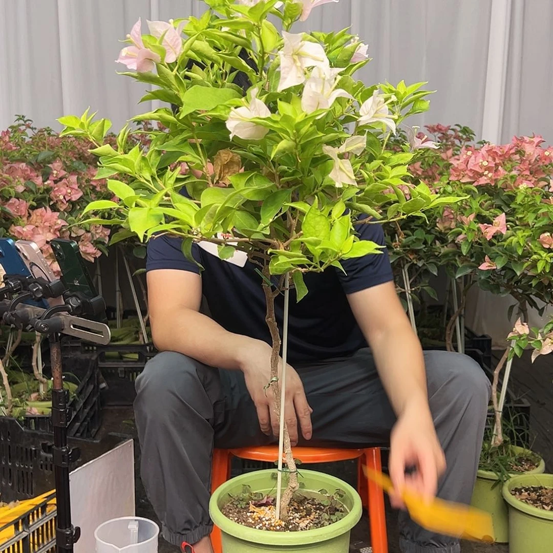 甜***唐当前无花栽培后可以开花J85粉天使