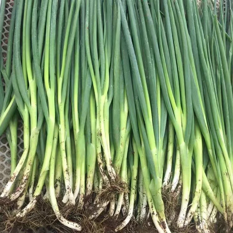 东北蘸酱小葱农家自种小葱脆嫩现摘对折发货顺丰包邮新鲜葱
