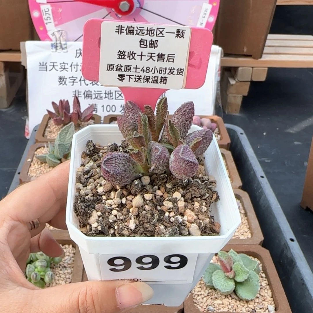 隔****?999花猪肝多肉植物