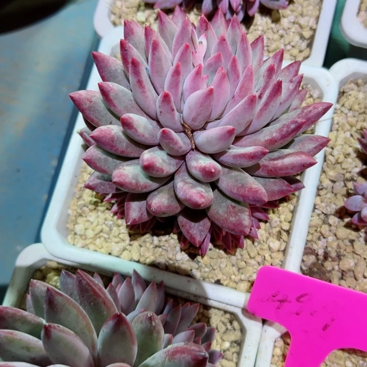 精品多肉植物老桩