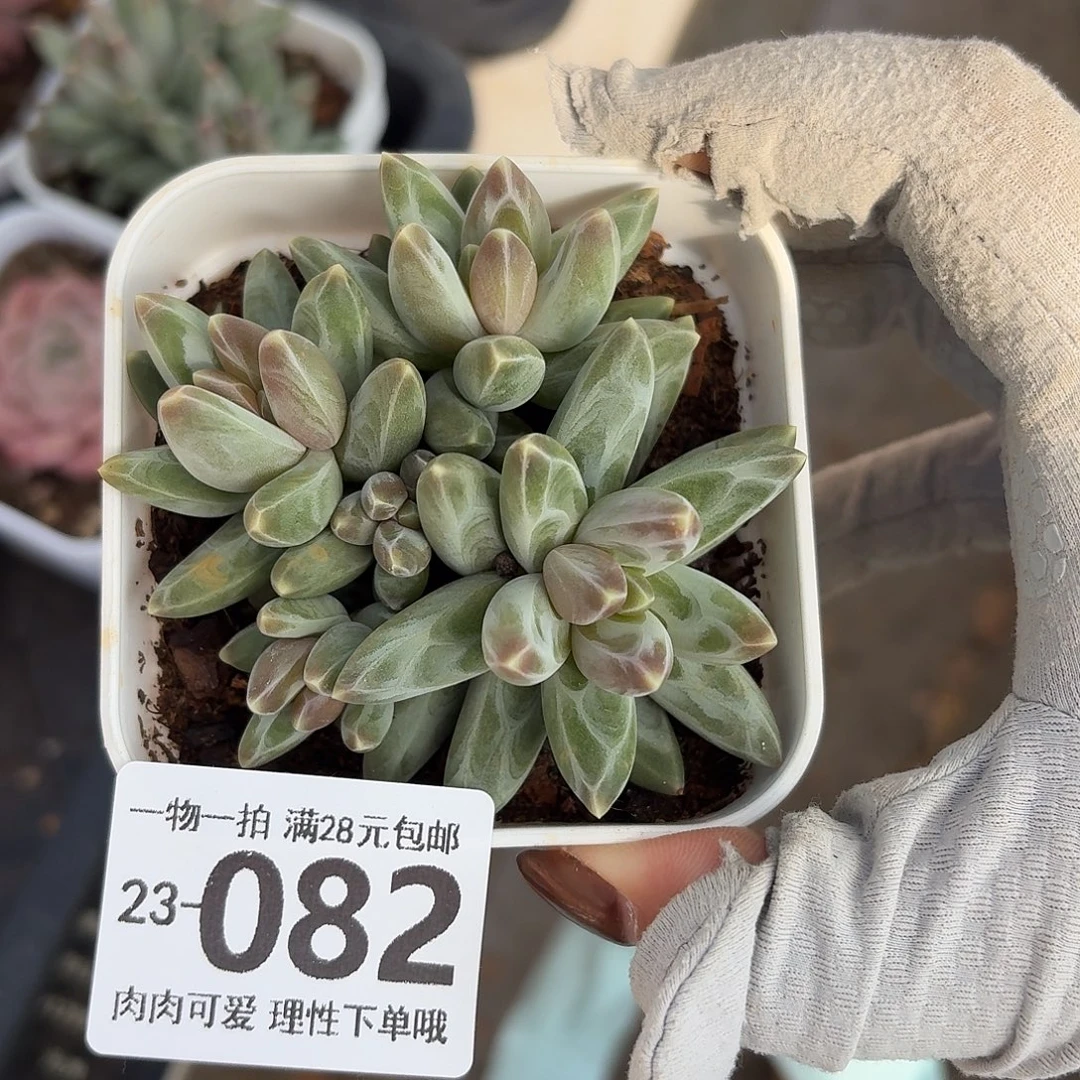 乌拉克拉无盆土发货无