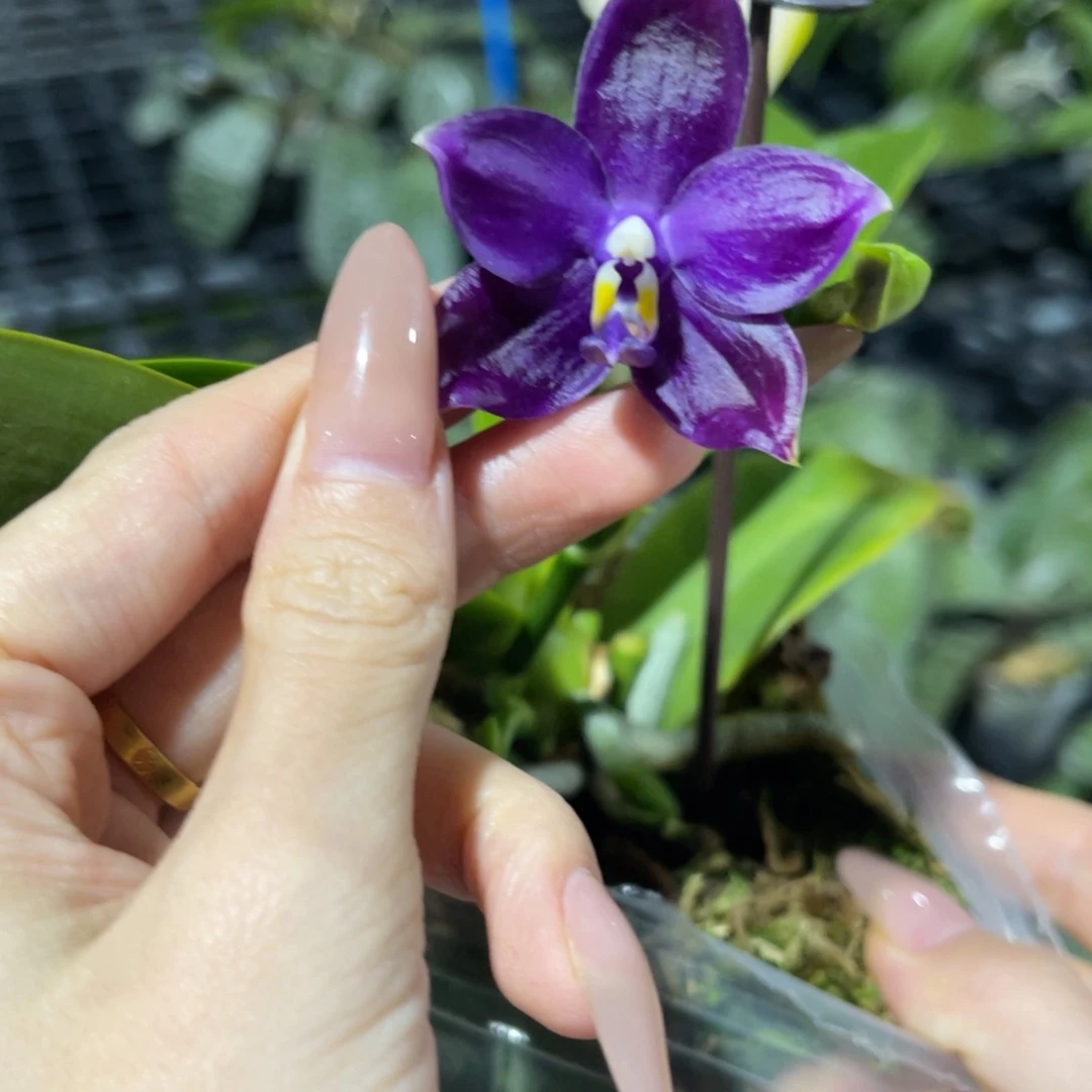 完全开放柳林3445蝴蝶兰