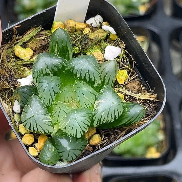 81狄园五号玉露锦