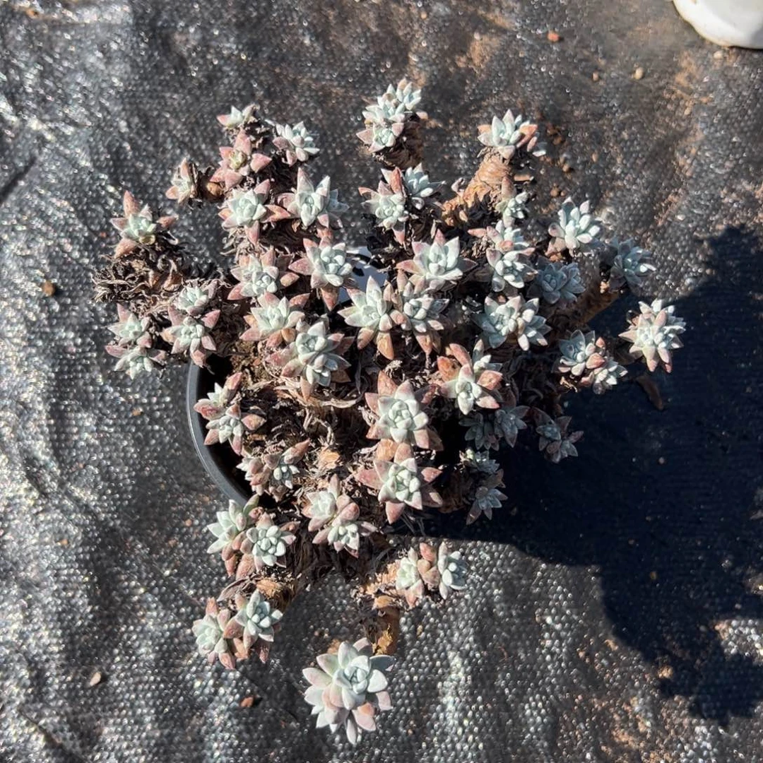 白菊仙女杯～一物一拍