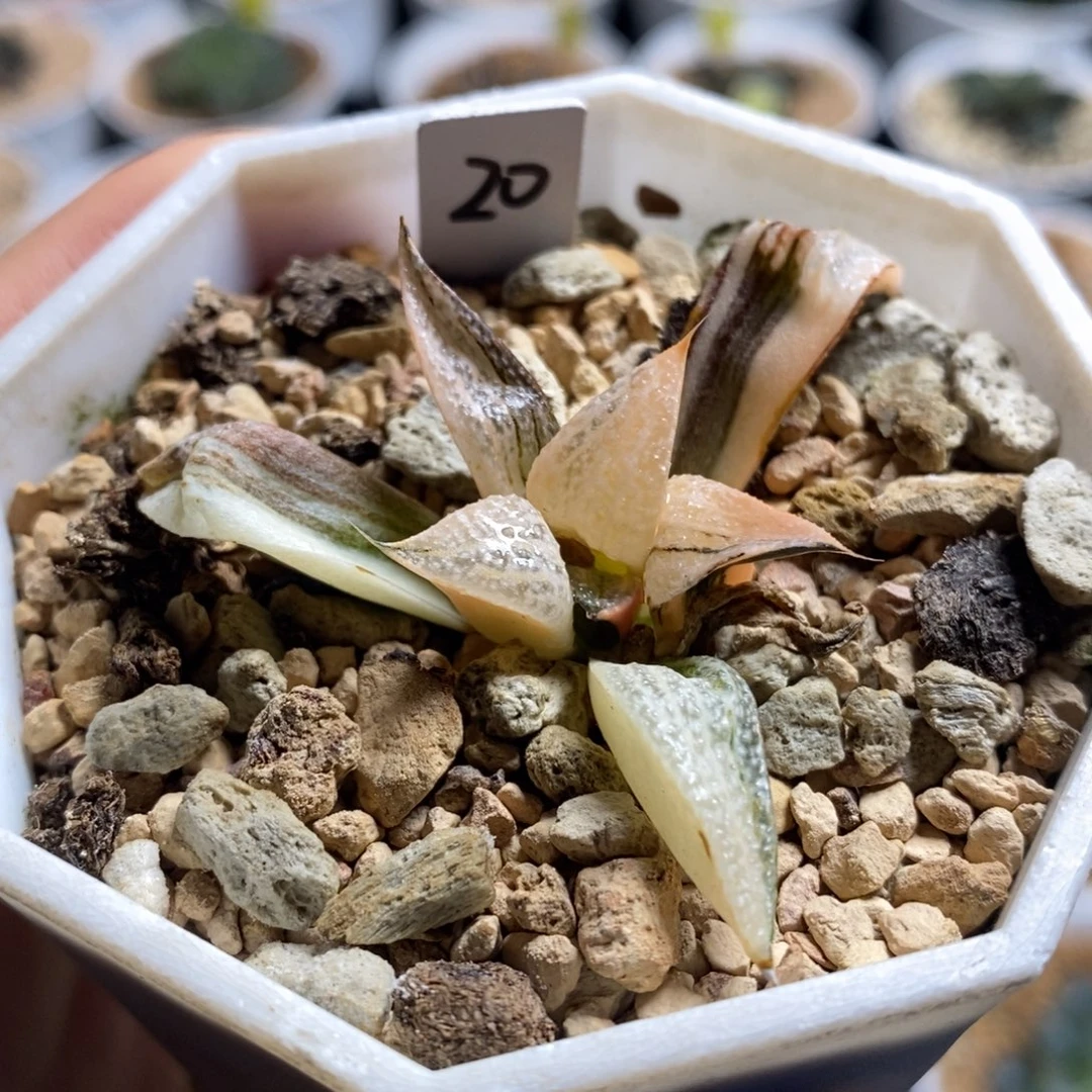 20青蟹十二卷多肉植物