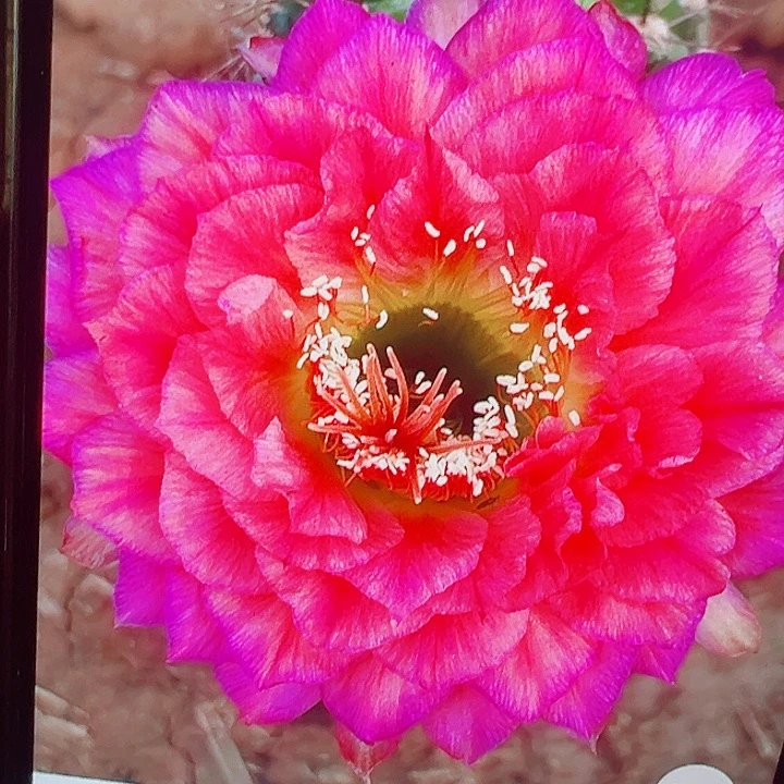 毛花柱 立夏 侧芽 爱掉刺 满20包邮