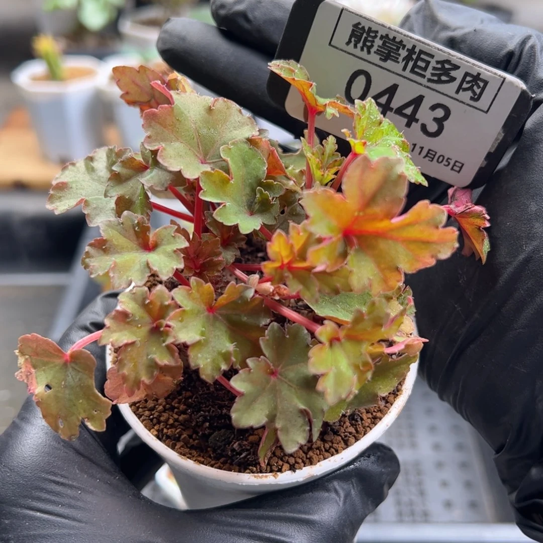 地***猫0443/开普敦秋海棠带盆土