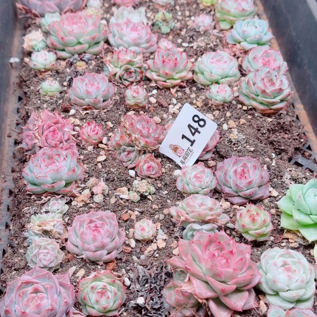 多肉植物多肉植物