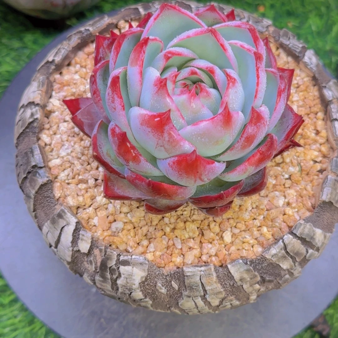 大*恋恋恋寄养1111111111111