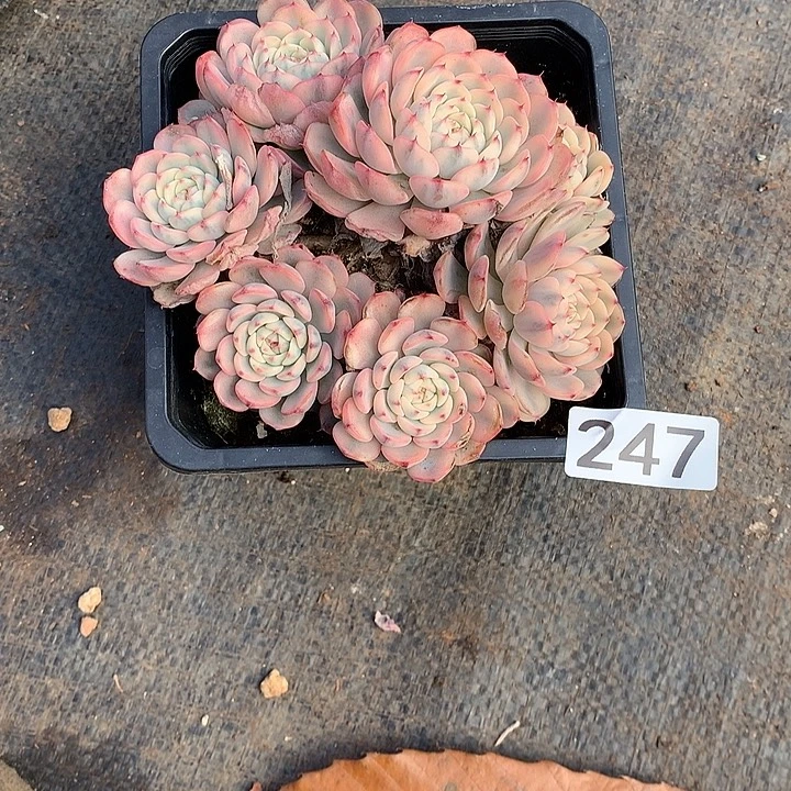 247锦 一物一拍多肉