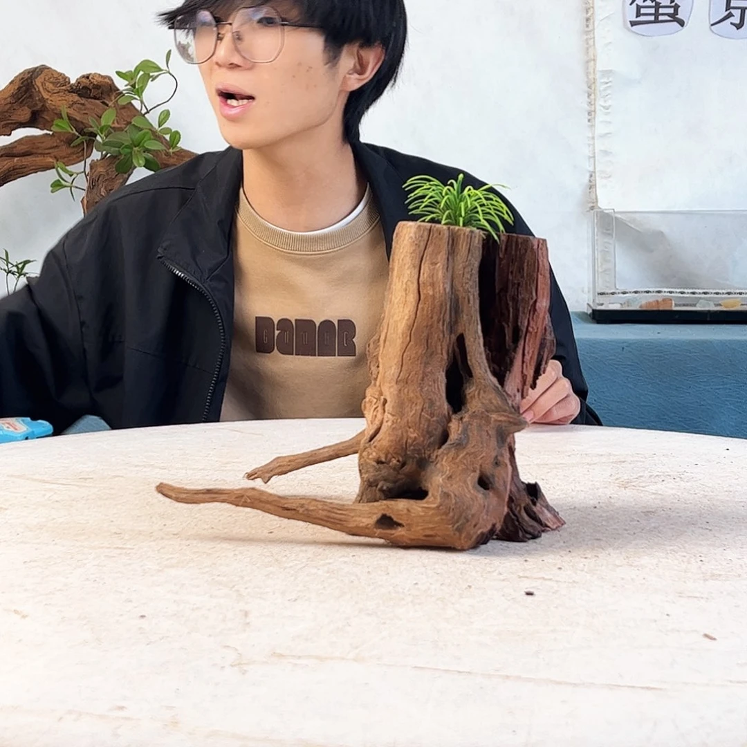 沉木造景爬宠造景