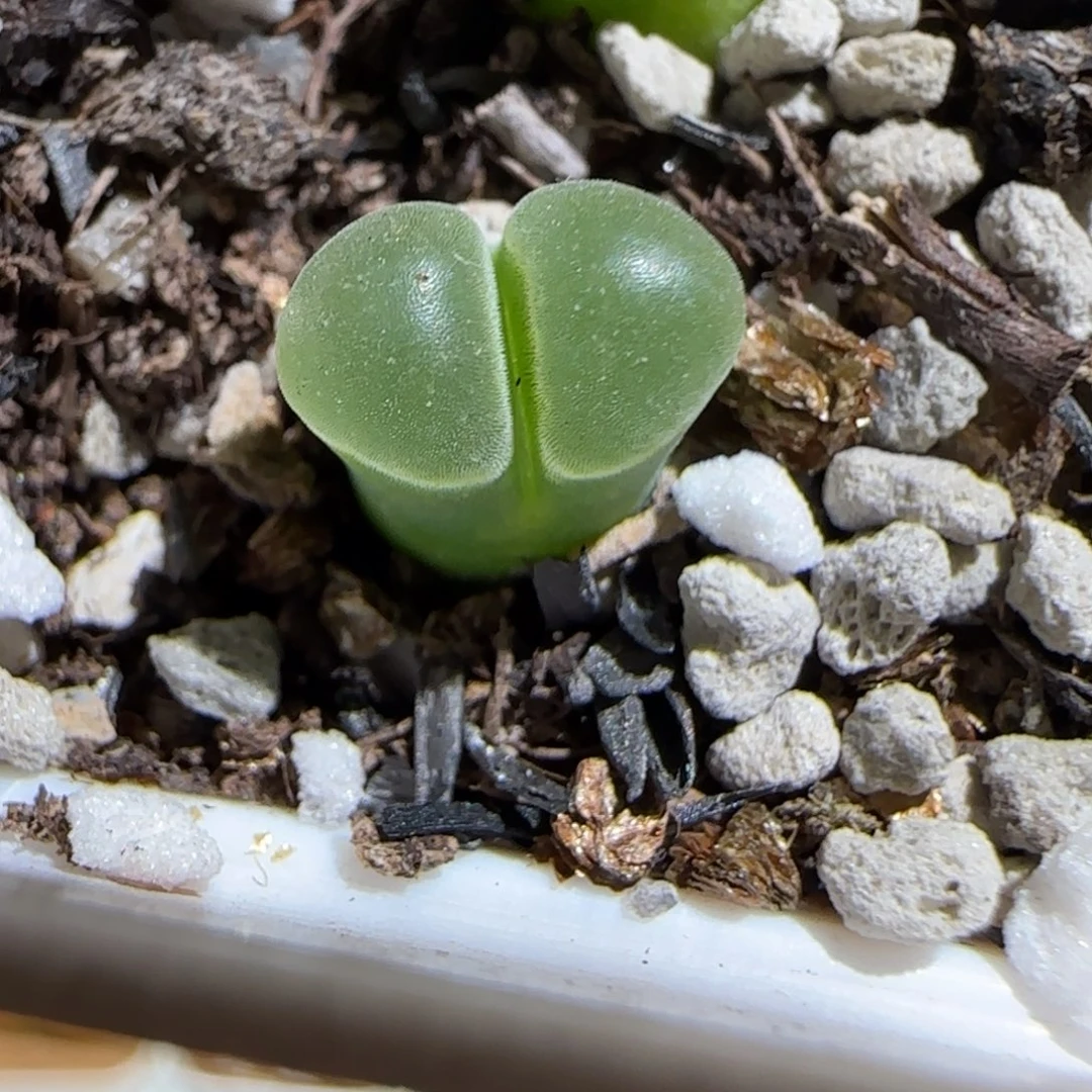 肉锥多肉植物组合-13极窗