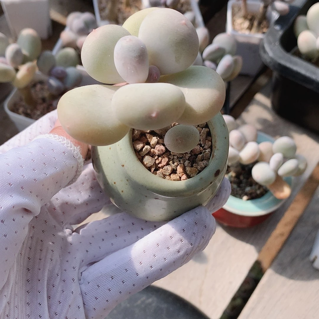 黄金鸡蛋一物一拍