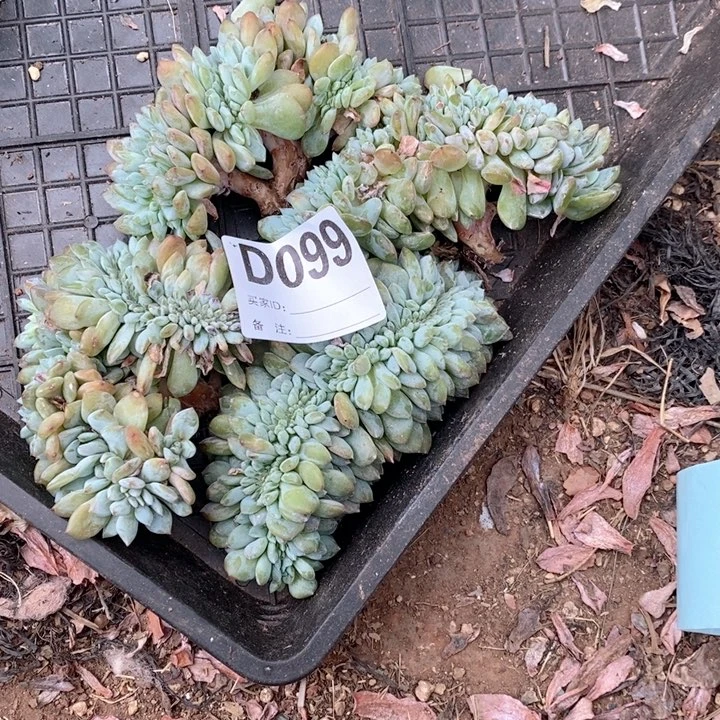 99石榴籽小树缀4颗有底切