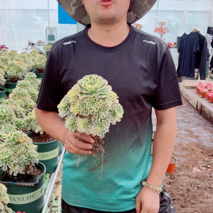 小颗迈巴赫多肉法师
