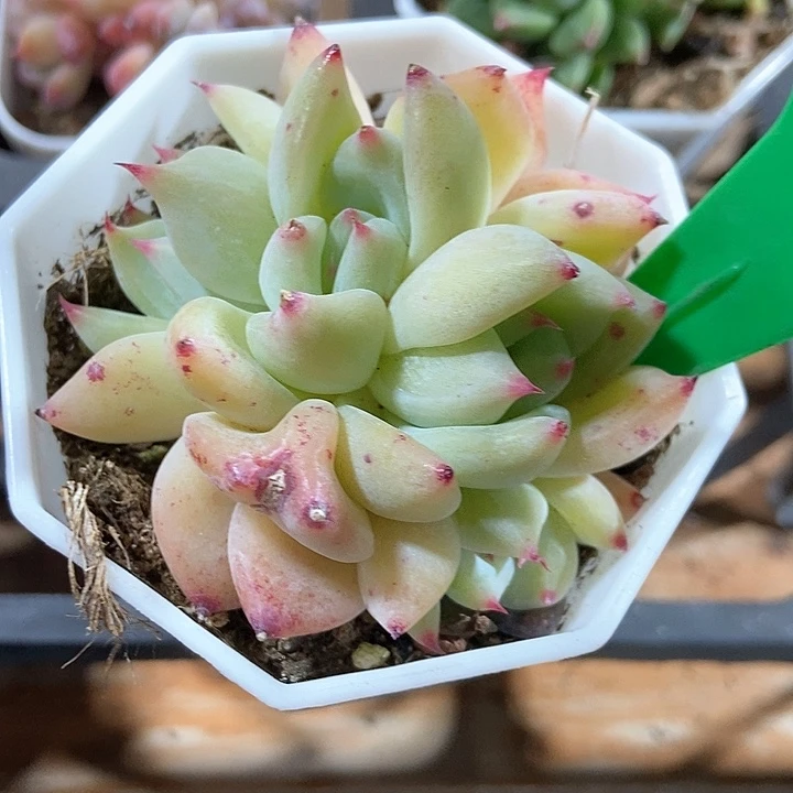 多肉植物761多肉