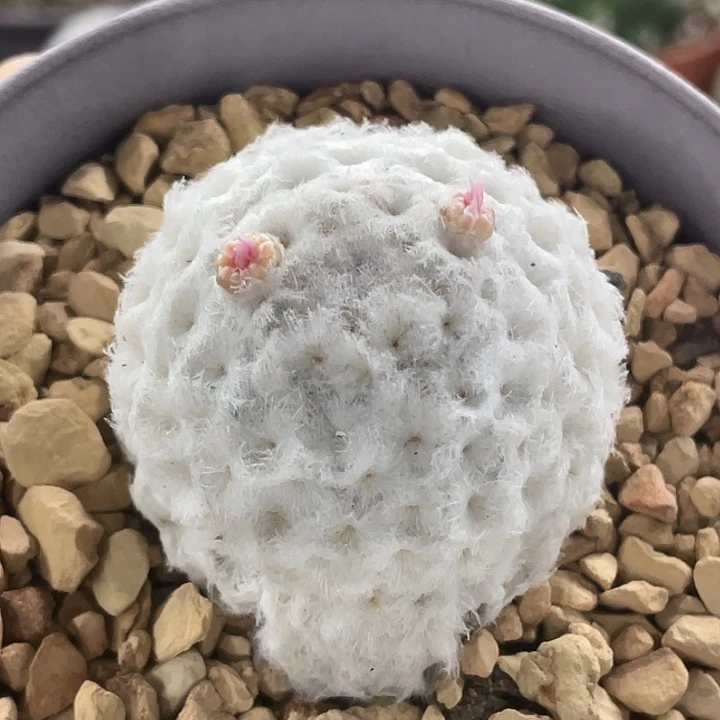 墩墩白星实生仙人球