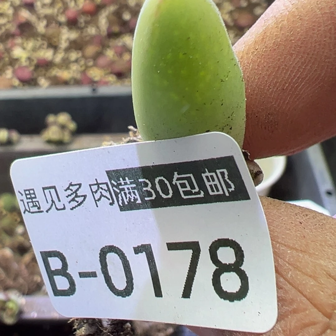 野*多肉植物11111111111111