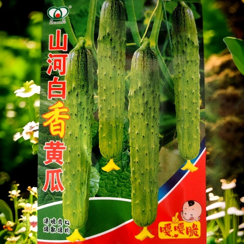 山河白香黄瓜种子