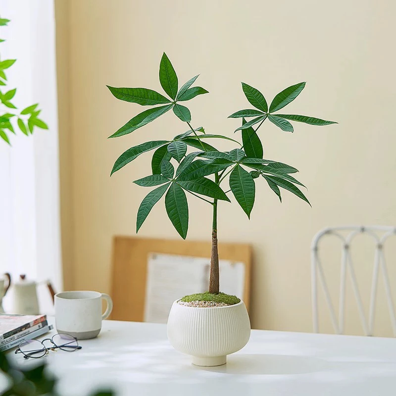 奇趣原生造型发财树小盆栽室内客厅办公室桌面四季耐旱绿植