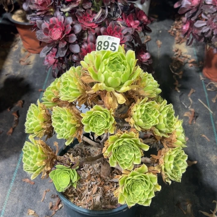 碧浪895多肉法师一物一拍