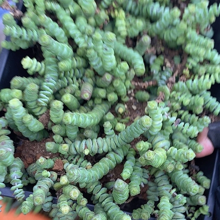 106 多肉植物盆栽植物