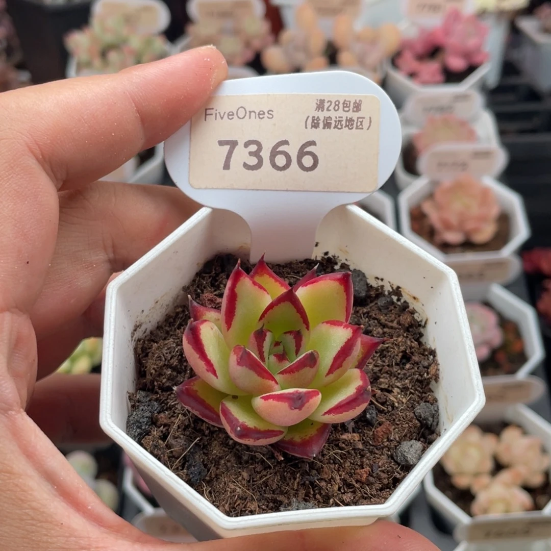 乌木7366-4.0厘米