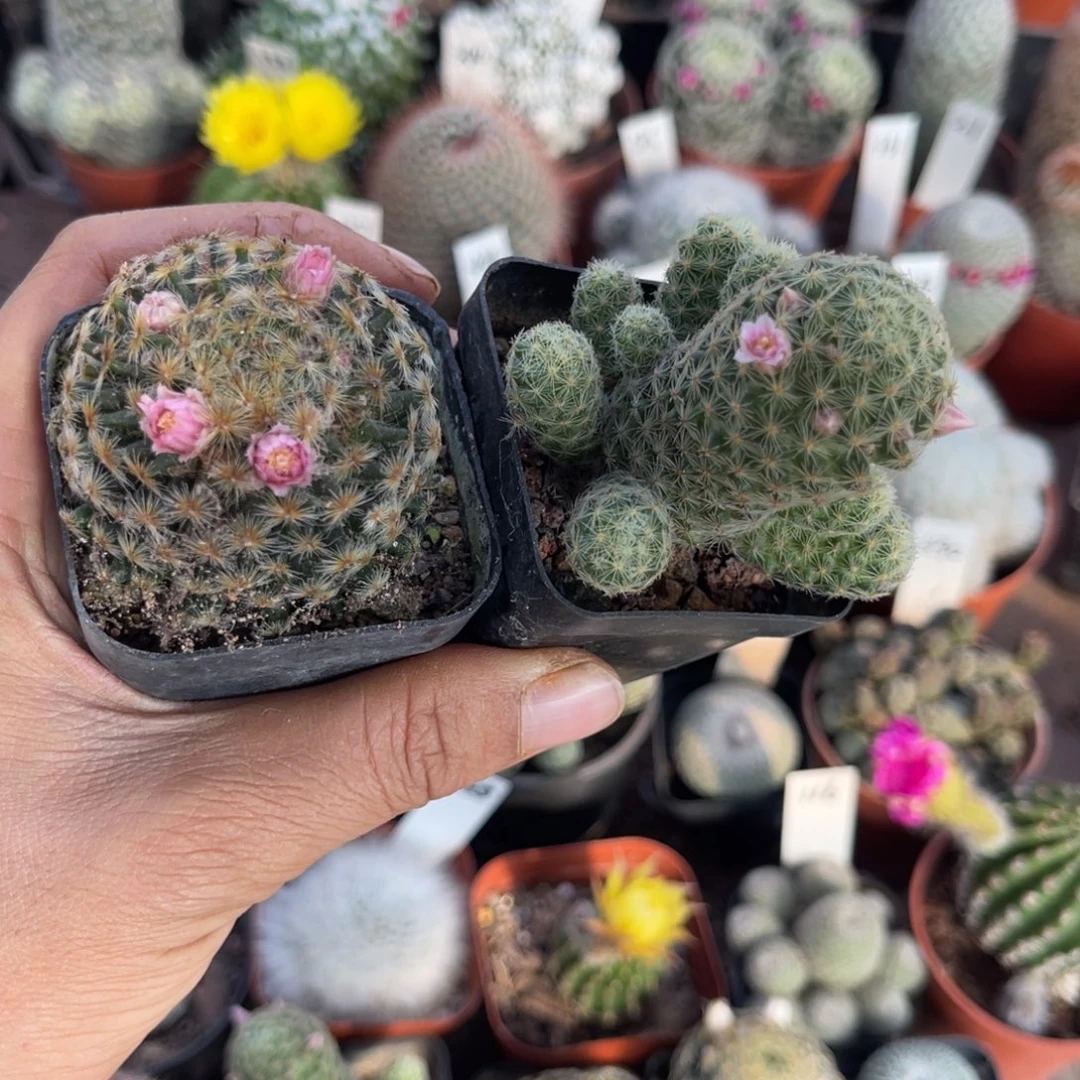 磕***山多肉植物仙人球系列