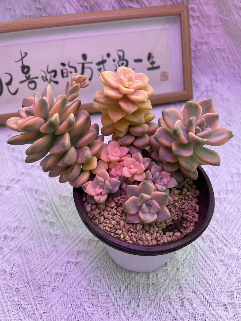 美杏锦（带盆）多肉植物