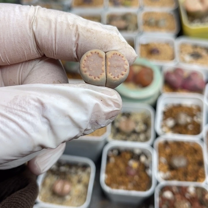 多肉植物一物一拍35