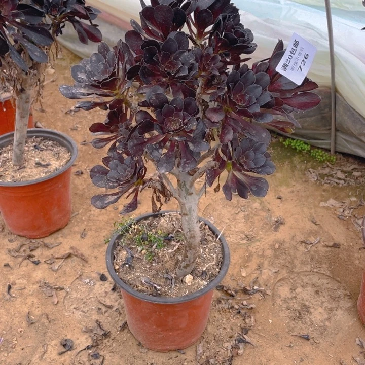 726黑有砍偏法师多肉断枝不售后