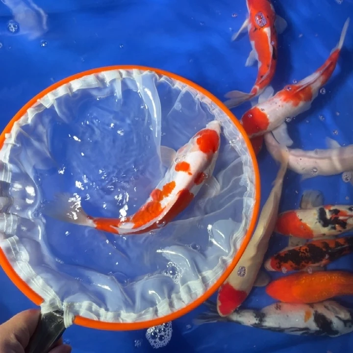 锦鲤锦鲤红白德系