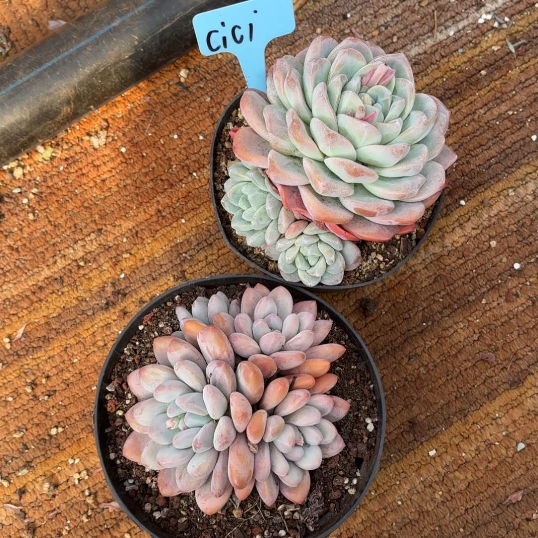 Coco的一个香水一个冰玉