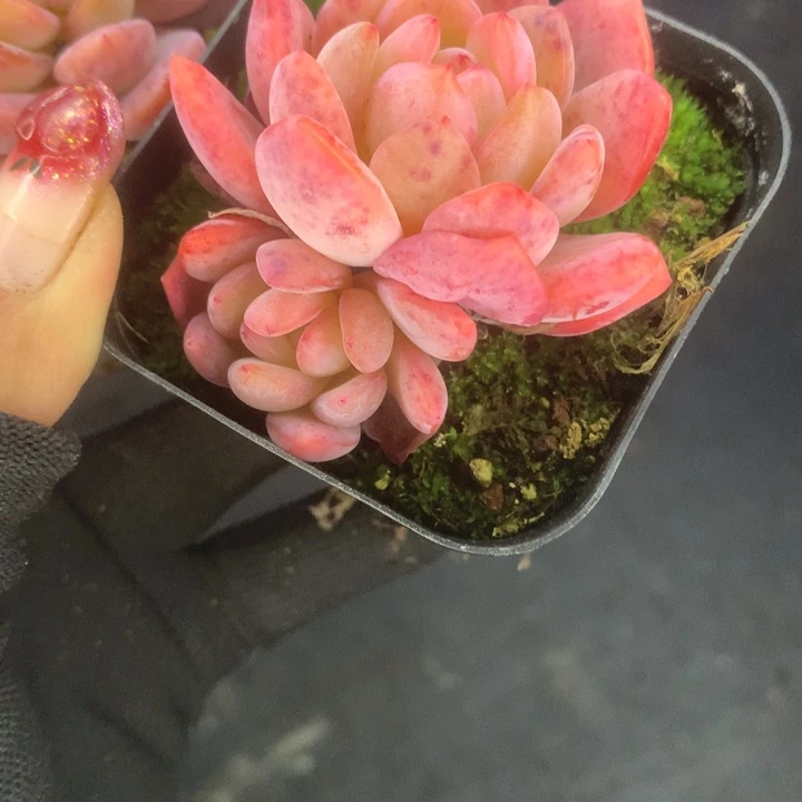 全明星双 一物一拍 （满9.99包邮不满9.99发空盆）