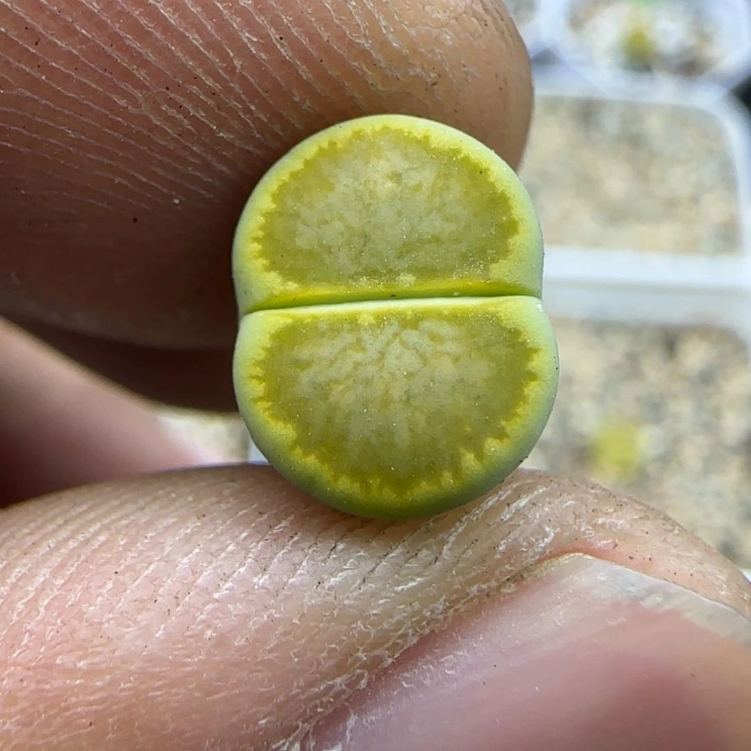360 生石花大棚直播